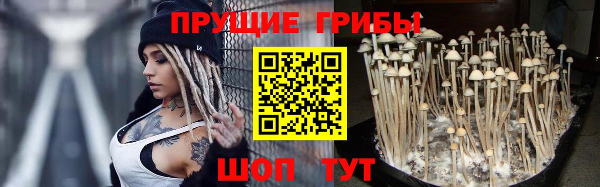 Псилоцибиновые грибы Magic Shrooms  Галлюциногенные грибы GOLDEN TEACHER  Тосно  Вход с VPN 